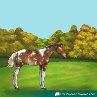 Horse Color:Gray White Spotted Chocolate Palomino Tobiano Rabicano 