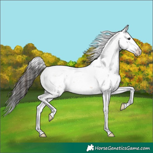 Horse Color:Brown Dun Sabino 