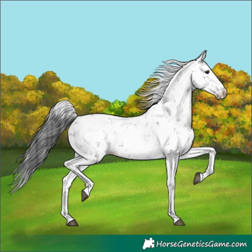 Horse Color:Black Sabino 