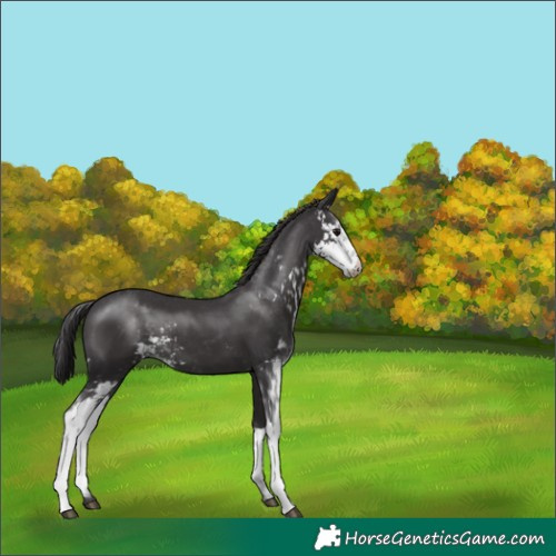 Horse Color:Smoky Black Sabino 