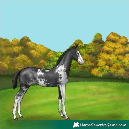 Horse Color:Black Sabino 