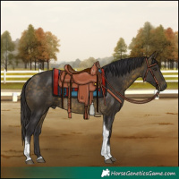 Horse Color:Buckskin Tobiano 