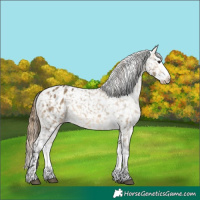 Horse Color:Buckskin Dun Snowflake Varnish  and Buckskin Dun Splash Snowflake Varnish 