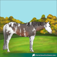 Horse Color:Brown Sabino Splash Blanket 