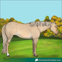 Horse Color:Chocolate Palomino Dun 