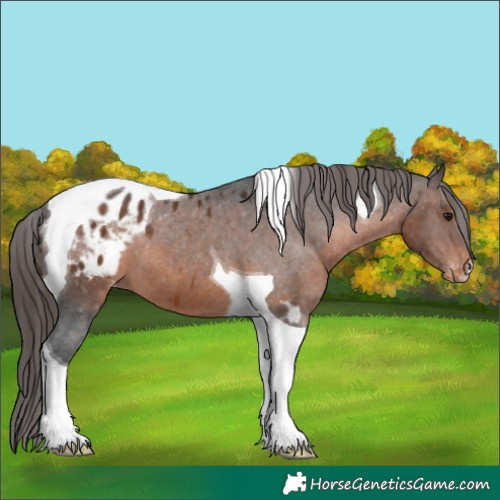 Horse Color:Brown Tobiano Varnish