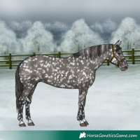 Horse Color:Grullo Snowflake Varnish 