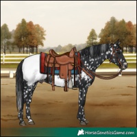 Horse Color:Black Appaloosa 