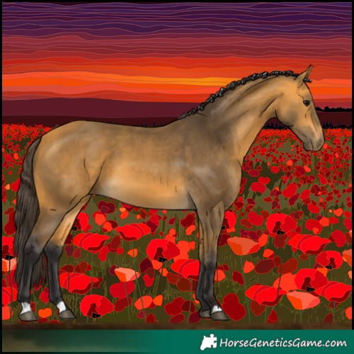 Horse Color:Buckskin