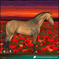 Horse Color:Buckskin 