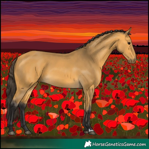 Horse Color:Buckskin 