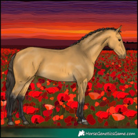 Horse Color:Buckskin 