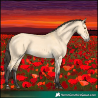 Horse Color:Buckskin Dun 