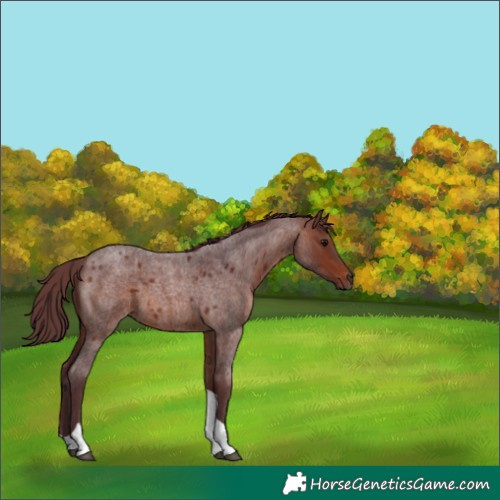 Horse Color:Chocolate Brown Roan Tobiano 