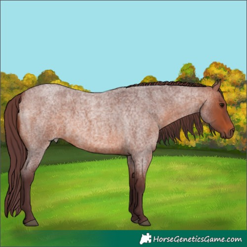 Horse Color:Chocolate Brown Roan 