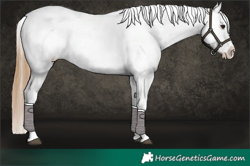 Horse Color:Buckskin Dun Appaloosa  and Buckskin Dun Frame Appaloosa 