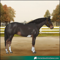 Horse Color:Liver Chestnut Tobiano 