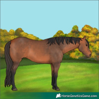 Horse Color:Bay 