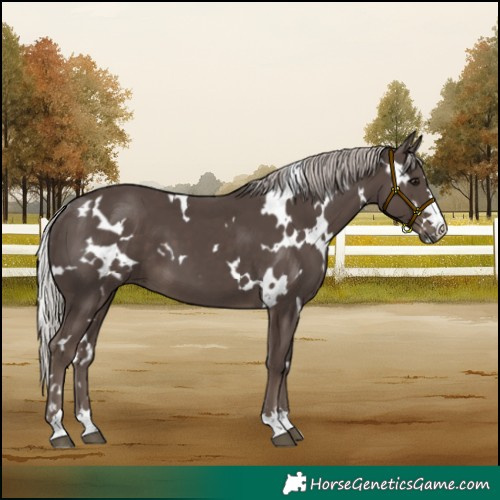 Horse Color:White Spotted Silver Black 