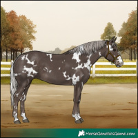 Horse Color:White Spotted Silver Black 