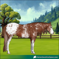 Horse Color:White Spotted Chestnut Appaloosa 