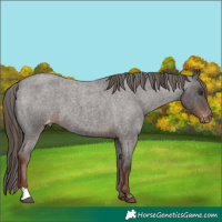 Horse Color:Liver Red Roan Varnish 