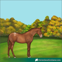 Horse Color:Gray Gold Champagne Varnish 