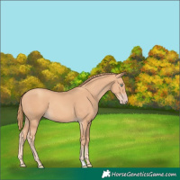 Horse Color:Gold Champagne 