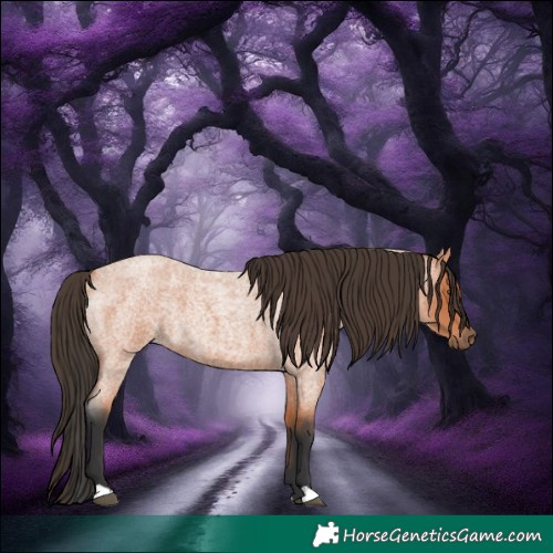 Horse Color:Bay Roan 