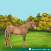 Horse Color:Gray Gold Champagne Mushroom 