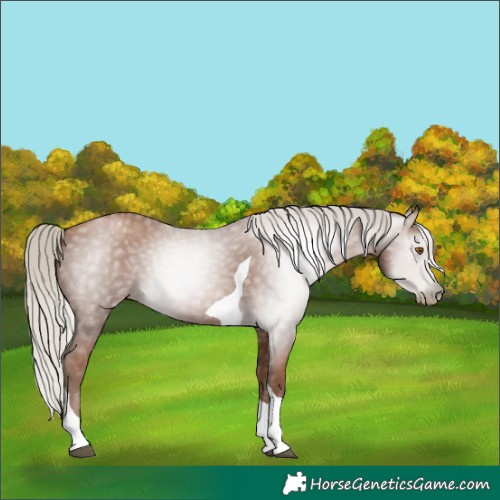 Horse Color:Gray Silver Black Pearl Tobiano