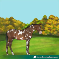 Horse Color:Gray White Spotted Sable Champagne 