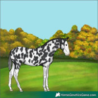 Horse Color:Black Splash Near Leopard 