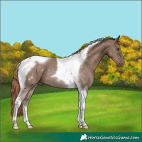 Horse Color:Liver Red Dun Tobiano