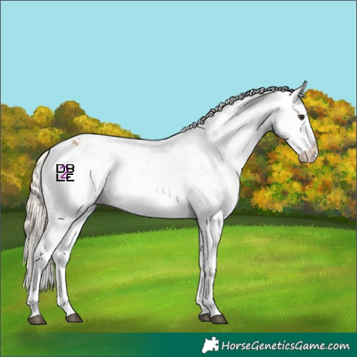 Horse Color:Chocolate Palomino Dun Appaloosa  and Palomino Dun Appaloosa 
