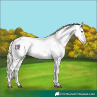 Horse Color:Chocolate Palomino Dun Appaloosa  and Palomino Dun Appaloosa 