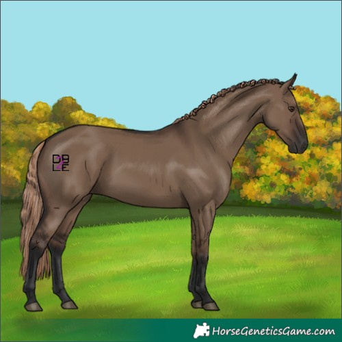 Horse Color:Liver Red Dun