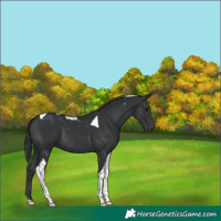 Horse Color:Black Tobiano 