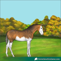 Horse Color:Buckskin Splash 