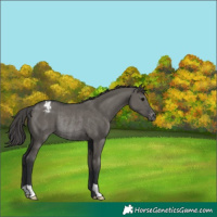 Horse Color:Grullo Varnish Rabicano