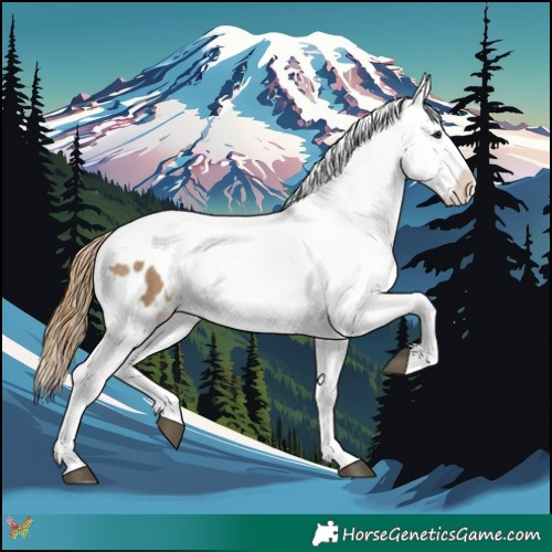 Horse Color:Buckskin Dun Appaloosa  and Buckskin Dun Appaloosa 