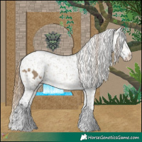 Horse Color:Buckskin Dun Appaloosa and Buckskin Dun Appaloosa