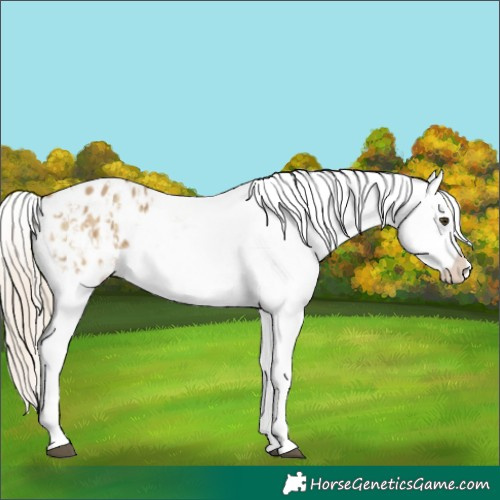 Horse Color:Chocolate Palomino Dun Appaloosa  and Chocolate Palomino Dun Appaloosa 