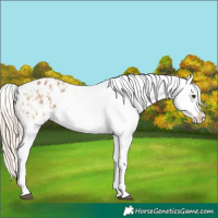 Horse Color:Chocolate Palomino Dun Appaloosa  and Chocolate Palomino Dun Appaloosa 