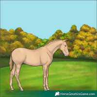 Horse Color:Gold Champagne 