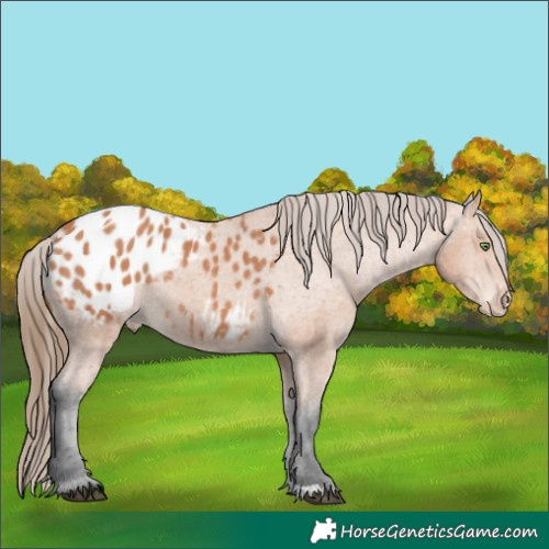Horse Color:Bay Mushroom Appaloosa 