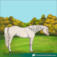 Horse Color:Chocolate Palomino Dun Snowflake Varnish  and Chocolate Palomino Dun Snowflake Varnish