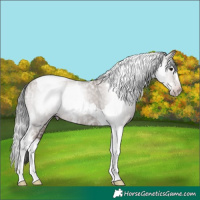 Horse Color:Gray Classic Champagne Ice Splash Tobiano 