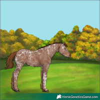 Horse Color:Gray Chestnut Ice Sabino 