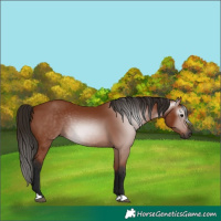 Horse Color:Gray Bay 